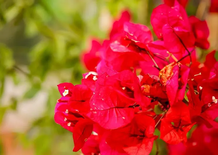 The Veranda Of Chania * 하니아