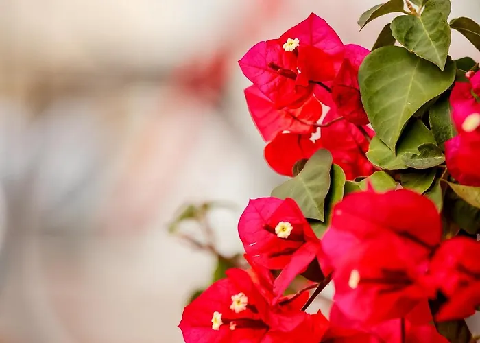 The Veranda Of Chania 아파트