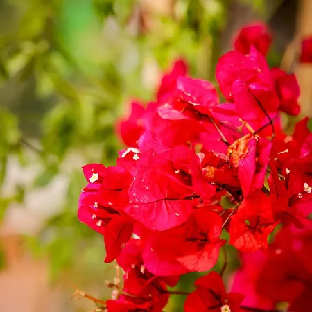 The Veranda Of Chania * חאניה