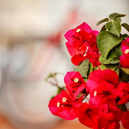 The Veranda Of Chania 公寓